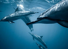 KAIYUNAPP：解锁高效生活的智能管家